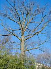 Fototapeta premium Bare tree with spreading branches against a clear blue sky, peaceful natural scene symbolizing winter, stillness and seasonal change.