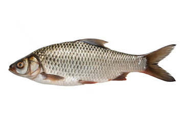 Fototapeta premium A fresh rohu fish isolated on transparent background