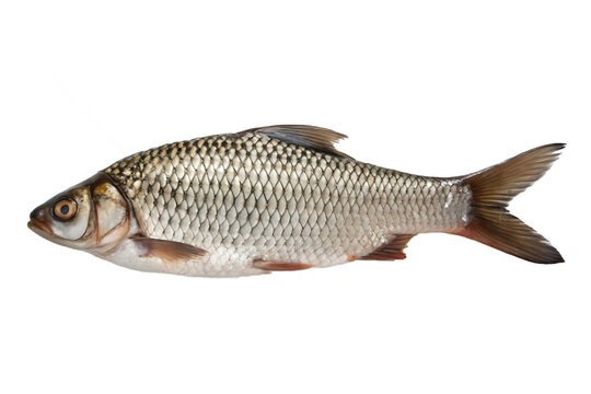 A fresh rohu fish isolated on transparent background