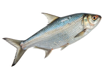 Fototapeta premium Bangladeshi Hilsha (Ilish) Fish – Premium Silver Seafood Isolated on White Background