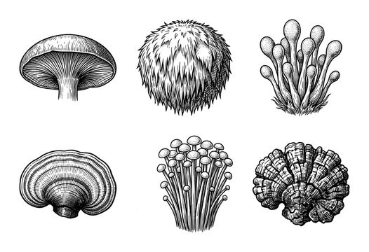 Vintage engraving collection of diverse edible and medicinal mushroom species in monochrome woodcut style