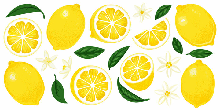 Bright yellow lemons slices and blossoms on a white background