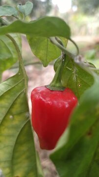 Red Chili Peppers Growing on Plant in Natural Garden &ndash; Fresh Organic Hot Pepper 4K	