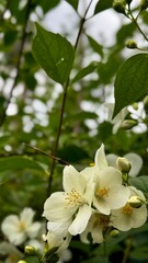 Macro white flowers, blooming tree, spring