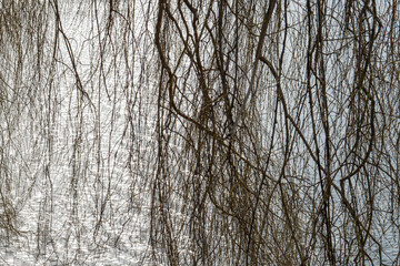 Fototapeta premium Weeping willow branches reflecting on shimmering water surface