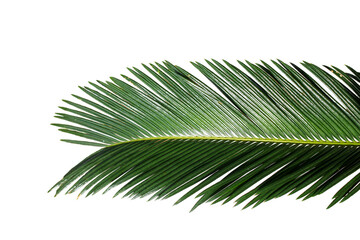 Obraz premium palm leaf isolated on white