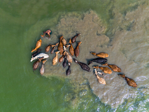 Aerial view of cattle wading into murky waters, their varied coats creating a striking contrast against the swirling sediment, Gaibandha, Rangpur Division, Bangladesh.