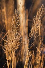 Obraz premium golden wheat field