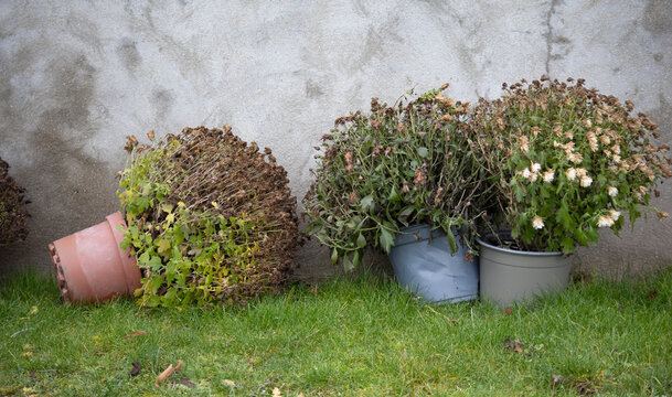 Wilted potted chrysanthemums neglected and knocked over against a concrete wall