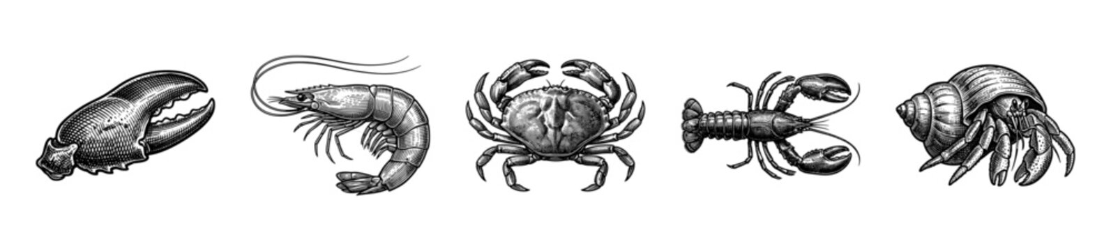 Vintage engraving set of marine crustaceans featuring a lobster claw shrimp crab crawfish and hermit crab in a traditional woodcut hatched style