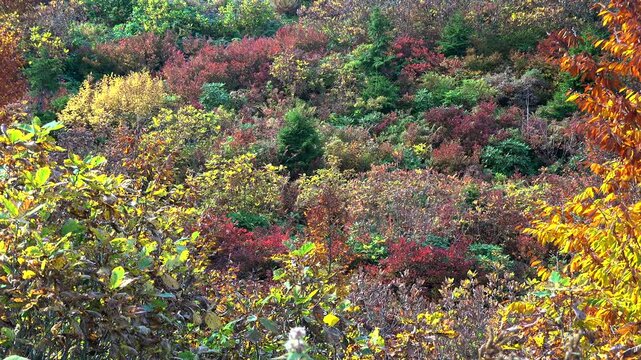 Cinematic shot of red orange and yellow dried leaves covering dense autumn forest vegetation. Vivid fall foliage colors shape a bright seasonal woodland scene seen across untouched trees.