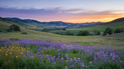 Obraz premium A peaceful landscape with rolling hills, wildflowers in full bloom, and the soft glow of sunrise.