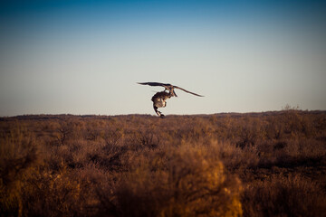 Captured at the moment of impact, a powerful falcon strikes its prey mid air over a vast, sun-drenched desert wilderness landscape.