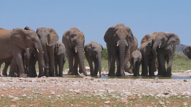 Elefants in Africa