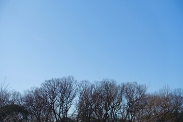 冬の青空と冬の木々