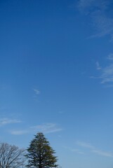 冬の青空と冬の木々