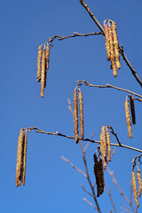 Naklejka premium Blossoming hazel trees with yellow catkins against a clear blue sky in spring.