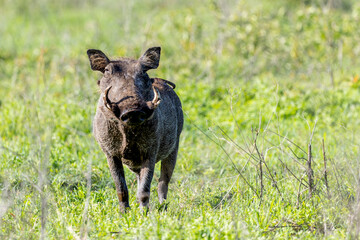 Warzenschwein im grünen Gras in Afrika © Tilo Grellmann