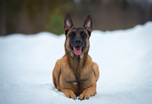 Portrait of belgian malinois shepherd dog in snow