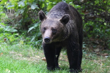 Fototapeta premium Ours brun