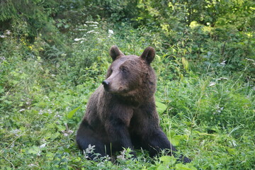 Fototapeta premium Ours brun