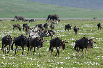 Zebras und Gnus im Ngorongoro Krater in Tansania © Tilo Grellmann