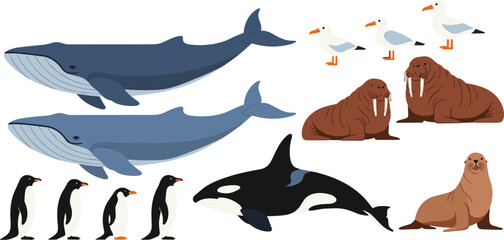 Set of arctic and polar marine wildlife vector illustrations featuring blue whales orca penguins walrus seagulls and seal isolated on white © Aminul
