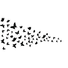 A flock of black butterflies flying in formation © WRSakib
