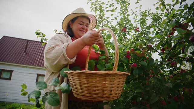 A Joyful Harvest: Woman Picking Apples from a Tree with a Woven Basket Under the Bright Sky, Capturing the Essence of Nature and Outdoor Leisure Activities