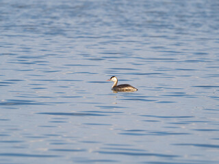 泳ぐカンムリカイツブリ