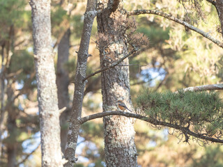 森の中のヤマガラ