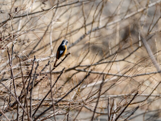 冬の枝とジョウビタキ