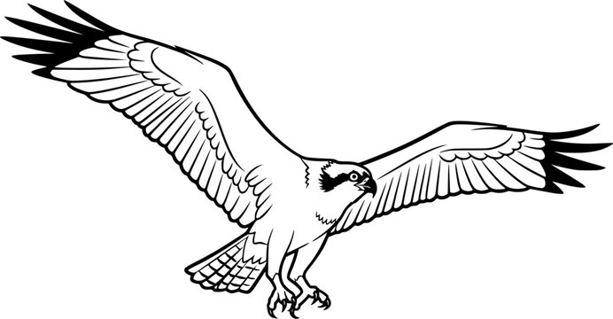 osprey silhouette line art