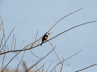 冬の枝とジョウビタキ