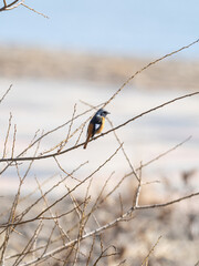 冬の枝とジョウビタキ