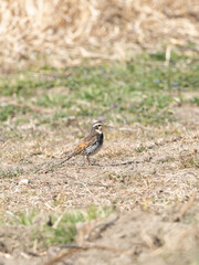 はらっぱのツグミ