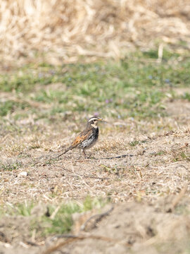 はらっぱのツグミ
