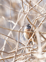 木の中のホオジロ