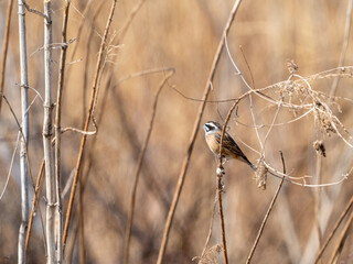 枝につかまるホオジロ