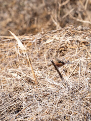 枝に止まるベニマシコ