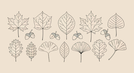 Various Leaves and Acorns on Beige Background © Azan