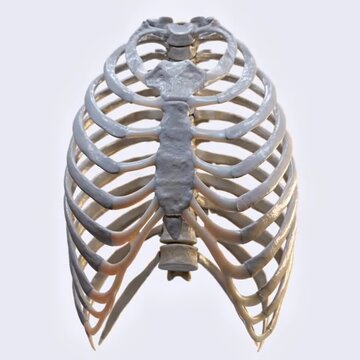 Biomechanics of the thorax during breathing