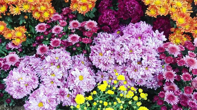 Chrysanthemums in many bright colors are blooming beautifully.
