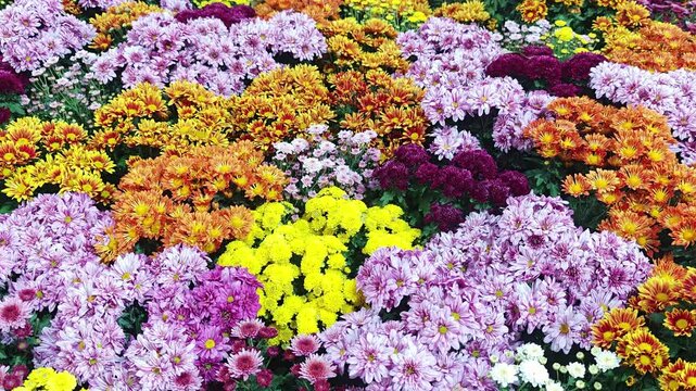 Chrysanthemums in many bright colors are blooming beautifully.