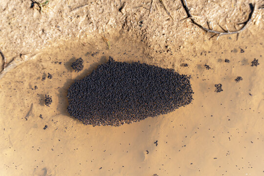 A massive colony of springtails (Collembola), also known as snow fleas, swarming on the surface of a puddle. High-angle view of a large swarm of primitive wingless Collembola on water.