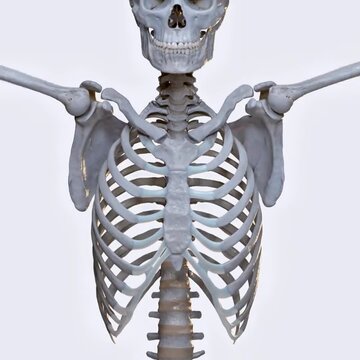 Biomechanics of the upper extremity- arm abduction