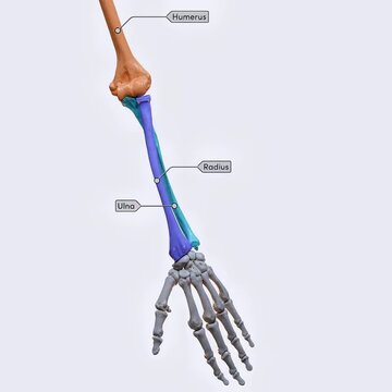Biomechanics of the upper limb- pronation and supination