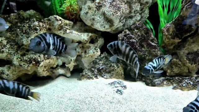 Three convict cichlid fish swimming in a freshwater with white sand, decorative rocks, and green plants, displaying natural behavior