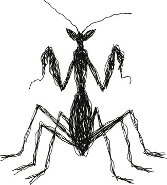 Sketch insect drawing of a praying mantis with detailed spindly legs and long antennae silhouette