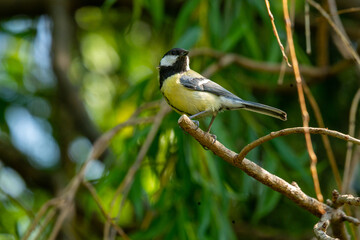 Fototapeta premium Kohlmeise in der Frühlingssonne vor grünem Blätterhintergrund